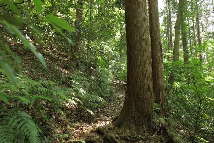 城山 登山道